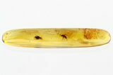 Two Fossil Dung Midges (Scatopsidae) in Baltic Amber #310983-1